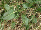 Rumex acetosa ssp. acetosa (Almindelig syre)