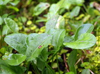 Rumex acetosa ssp. acetosa var. hydrophilus (Kilde-syre)