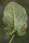 Rumex obtusifolius (Butbladet Skræppe)