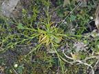 Sagina nodosa (Knude-firling coll)