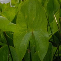 Sagittaria latifolia (Bredbladet pilblad)