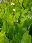 Sagittaria latifolia (Bredbladet pilblad)