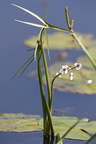 Sagittaria sagittifolia (Almindelig Pilblad)