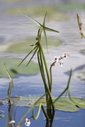 Sagittaria sagittifolia (Almindelig Pilblad)