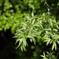 Salix alba (Hvid-pil)