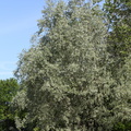 Salix alba var sericea (Sølv-pil, hvid-pil)