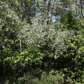 Salix alba var sericea (Sølv-pil, hvid-pil)