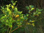 Salix aurita (Øret Pil)