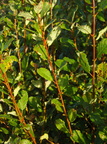 Salix aurita (Øret Pil)