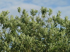 Salix cinerea (Grå-Pil)