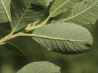 Salix cinerea (Grå-Pil)