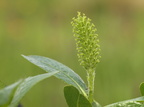 Salix pentandra (Femhannet Pil)