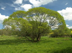 Salix pentandra (Femhannet Pil)