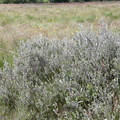 Salix repens ssp. repens var. argentea (Gråris)