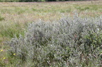 Salix repens ssp. repens var. argentea (Gråris)