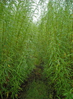 Salix viminalis (Bånd-pil) - Energipil