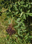 Sambucus nigra (Almindelig Hyld)