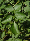 Sambucus nigra (Almindelig Hyld)