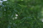 Sambucus nigra var laciniata (Fligetbladet Hyld)