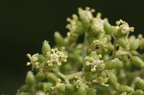 Sambucus racemosa (Drue-Hyld)