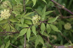 Sambucus racemosa (Drue-Hyld)