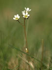 Saxifraga granulata (Kornet stenbræk)