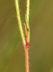 Saxifraga hirculus (Gul Stenbræk)