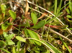 Saxifraga hirculus (Gul Stenbræk)