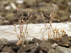 Saxifraga tridactylites (Trekløft-Stenbræk)