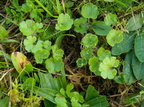 Saxifraga granulata (Kornet Stenbræk)