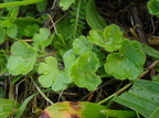 Saxifraga granulata (Kornet Stenbræk)