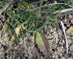 Scabiosa columbaria (Due-skabiose)