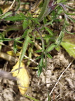 Scabiosa columbaria (Due-skabiose)