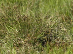 Schoenus ferrugineus (Rust-skæne)