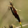 Schoenus ferrugineus (Rust-skæne)