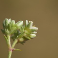 Scleranthus perennis (Flerårig Knavel)