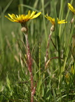 Scorzonera humilis (Lav Skorsoner)