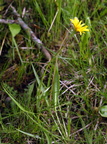 Scorzonera humilis (Lav skorzoner)