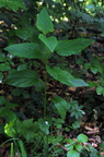 Scrophularia nodosa (Knoldet brunrod)