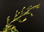 Scrophularia umbrosa (Vand-brunrod)