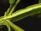 Scrophularia umbrosa (Vand-brunrod)