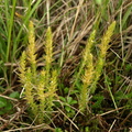 Selaginella selaginoides (Dværgulvefod)