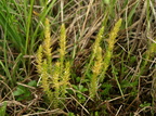 Selaginella selaginoides (Dværgulvefod)