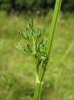 Selinum carvifolia (Seline)