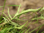 Serratula tinctoria (Engskær)