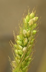Setaria viridis (Grøn Skærmaks)