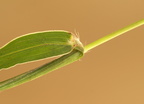 Setaria viridis (Grøn Skærmaks)