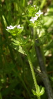 Sherardia arvensis (Blåstjerne)