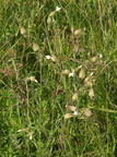 Silene latifolia ssp. alba (Aften-Pragtstjerne)