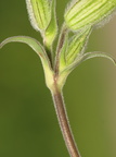 Silene latifolia ssp. alba (Aften-Pragtstjerne)